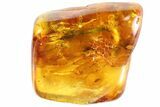 Fossil Fly Swarm (Diptera) In Baltic Amber #81779-4